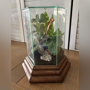 Glass Hexagon Plant Terrarium with Wooden Base Musical Box - Vintage